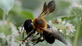 Giant resin bee eating nectar amp pollen from flowers [upl. by Oetomit]