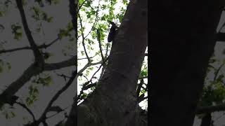 HOWLER MONKEY in the Wild The Sound of Howling at the Ancient Maya Site of Comalcalco Mexico [upl. by Marguerita]