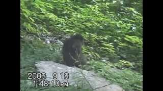 Unweaned infant snow macaque fatally attacked by nonresident male [upl. by Aneelehs]