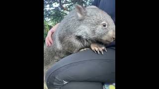 Cutest Wombat animals wombat pig awesomewildlife cute wildlifewonders pets worldofnaturetv [upl. by Damiano]