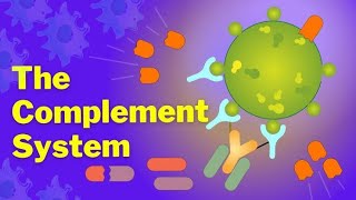 complement system part 1 lecture 5 [upl. by Audrit]