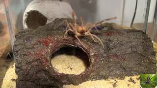 My Large Pet Camel Spider [upl. by Hannah]