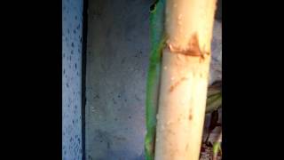 Phelsuma grandis sound [upl. by Epilif]