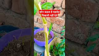 Tab Mahadevi dikhai dete Hainshots yt telugu viralshort wanderfullgarden [upl. by Kilgore]