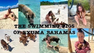 The swimming pigs of Exuma Bahamas Pig Beach [upl. by Ahsinelg]