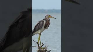 Tricolored Heron Grooming birds herons birdlovers [upl. by Jamnis]