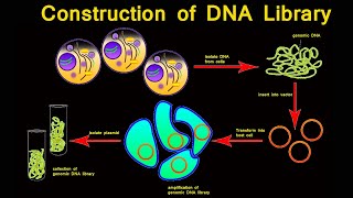 Construction of DNA Library I DNA Library I DNA Library Animation [upl. by Lashonde293]