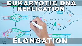 DNA Replication in Eukaryotes  Elongation [upl. by Osithe]