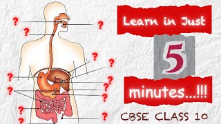 Learn Digestive System in Just 5 Minutes  Class 10 Science NCERT CBSE Board Exam 2024l Exam time [upl. by Anastas]