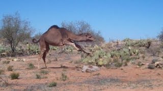 Would You Ride This Camel How long could you stay on [upl. by Ahsinahs]