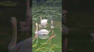 Before and after of baby swans They are growing now with their parent swans swan swanfamily [upl. by Morlee]