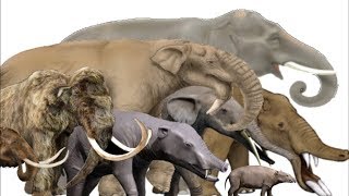 The Evolution of Elephants Mammoths and Mastodons  Proboscidean Family Tree [upl. by Cheshire]