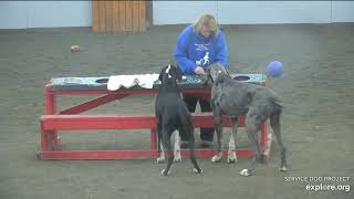 Arena Adult Danes brekkies Lynn 1232024 exploreorg [upl. by Alejoa135]