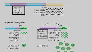 Using Reporter Genes to Identify and Understand Enhancers [upl. by Mayce]