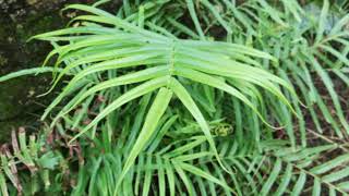 Pteris vittata Chinese brake Chinese ladder brake shrubs [upl. by Christie]