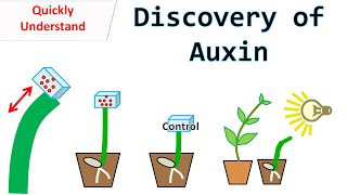 Discovery of Auxin [upl. by Alliuqet75]