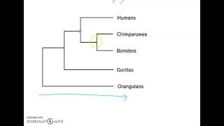 Phylogenetic Tree Basics [upl. by Rugen]