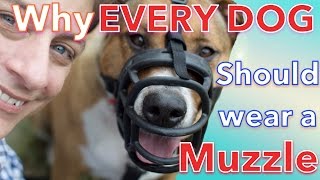 How amp Why EVERY DOG Should LOVE Wearing a MUZZLE [upl. by Penny]