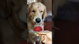 The smile can melt my heart❤️🥹🫰🏻goldenretiever cute youtube shorts dog puppy viral trending [upl. by Tdnarb]