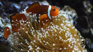 Clownfisch Amphiprion ocellaris 4K [upl. by Ayekehs]