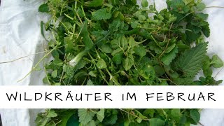 Essbare Wildkräuter und eine Wildfrucht im Winter Februar [upl. by Cleodal]