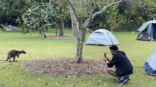 The Basin Campground Kuringgai Chase National Park I Camping in NSW Australia [upl. by Myrvyn]