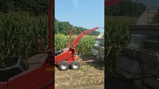 Chopping The 1st Off The Corn Silage In 2024 farming farmnews winterfeed trending [upl. by Yanarp266]