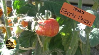 TOMATE  Elberta Peach [upl. by Novanod]