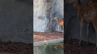 Sitatungas en el Bioparc Valencia shorts zoo [upl. by Nolita]