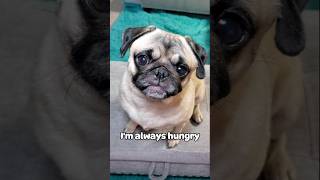 Just so hungry 🥺 dog pug cute funny fyp shorts [upl. by Dewhurst]