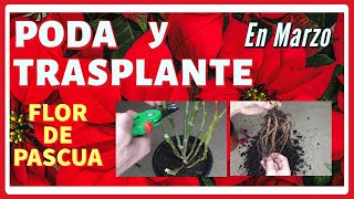 💡 Como PODAR y TRASPLANTAR tu POINSETTIA en Marzo ✂️ Flor de Pascua Aprovechamos para ABONAR [upl. by Ardnoet]