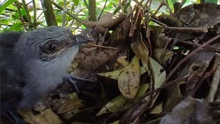 Greenbilled malkoha birds  Review Bird Nest [upl. by Ellehcram48]