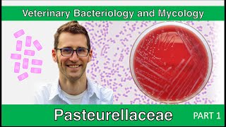 Pasteurellaceae Part 1  Veterinary Bacteriology and Mycology [upl. by Pubilis]