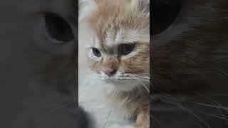 Hi kittenish kittenvideos catlover [upl. by Kalagher770]