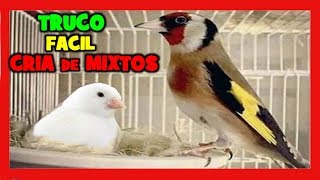 TRUCOS para la CRIA de MIXTOS DE JILGUERO Y CANARIA 🐤 COMO CRIAR MIXTOS DE JILGUERO Y CANARIA 1 [upl. by Yreme]