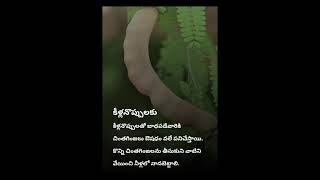 చింతపండు గింజల వల్ల ఎన్ని లాభాలో తెలుసాDo you know how many benefits of tamarind seeds [upl. by Richmound]