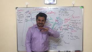 LIPOGENESIS part 1 EASY MADE LEARNING in URDU [upl. by Eesdnyl991]