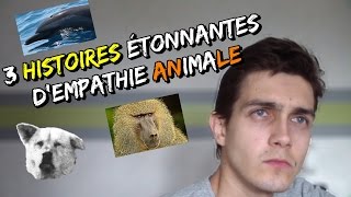 3 HISTOIRES DEMPATHIE CHEZ LES ANIMAUX LMM [upl. by Jarlath]