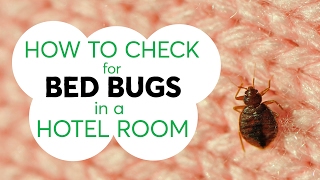 How to Check for Bed Bugs in a Hotel Room  Consumer Reports [upl. by Padget]