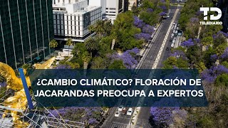 Por qué las jacarandas florecen antes de tiempo en CdMx [upl. by Posner470]