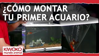 Tutorial para Montar tu PRIMER Acuario 💧🌿 [upl. by Klinger]