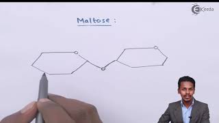 Glycosidic Linkage  Biomolecules  Chemistry Class 12 [upl. by Eleaffar521]