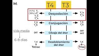 Farmacología Tiroidea Parte 23  Docente Natalia Vicente [upl. by Ojeillib]