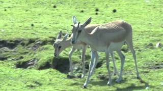 Perzische Kropgazelle Safaripark Beekse Bergen [upl. by Fisoi]