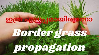 How to propagate star grassborder grassHemigraphis repanda propagationപുല്ല്ചെടി എങ്ങനെ വളർത്താം [upl. by Prudence]