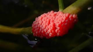 Snail Eggs Golden Snail Apple Snail Eggs Crushed invasive Apple Snail eggs 🌕🐌🐌 [upl. by Hanonew]