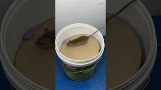 Best mouse trap ideas  Good homemade mouse trap plastic bucket rattrap rat mousetrap shorts [upl. by Adlemi260]