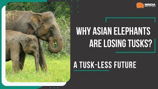 A TuskLess Future  Why Asian Elephants Are Losing Tusks [upl. by Alusru]