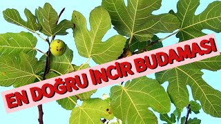 İNCİR BUDAMASI VE ŞEKİL VERME İŞLEMİ [upl. by Aniretac]