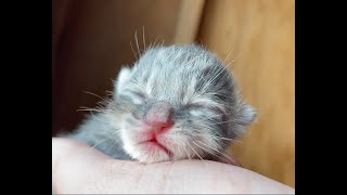 Checking on Newborn Kittens [upl. by Trutko731]